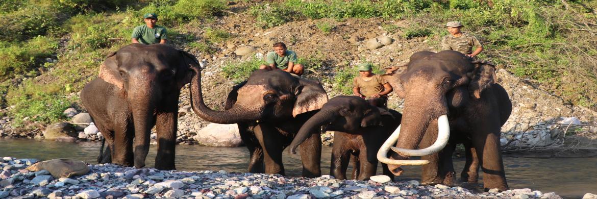 elephant